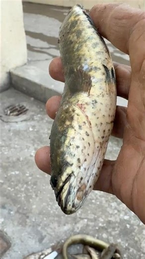 😮 Wow! Dangerous Fish Caught by Hand #shorts