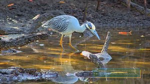 27K views · 687 reactions | Experience Florida from the water. Kayak through mangrove tunnels, see native wildlife - possibly even a manatee. And don't forget to check out our new moonlight tours! | Conservancy of Southwest Florida | Facebook