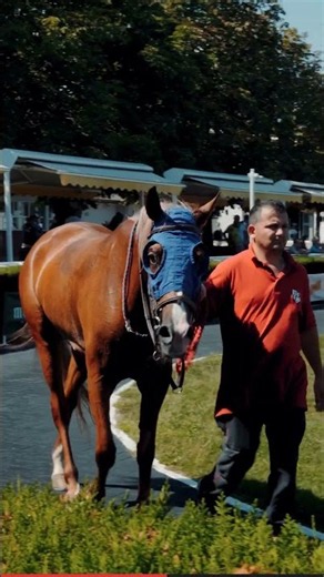 This Horse Got a 21-Gun Salute!