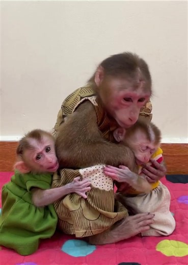 Chichi the Monkey Comforts Ronaldo After Selena's Departure