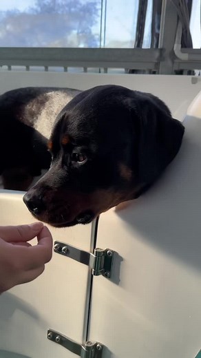 Rottweiler vs Labrador: Key Differences Explained