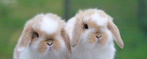 Conejo mini lop