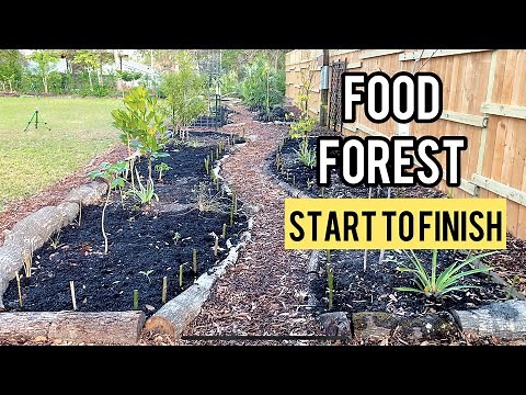 A Step by Step Guide to Creating a Food Forest From Scratch