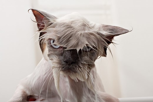 Why Do Cats Hate Water? 4 Reasons Your Cat Doesn’t Want to Get Wet