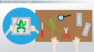 Dissection Definition, Tools & Uses - Video | Study.com