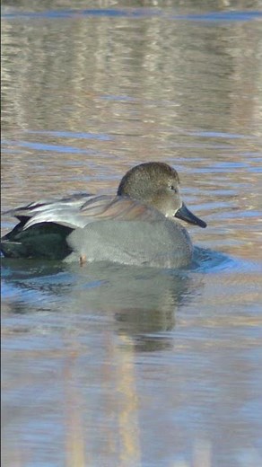 Gadwall Duck Bird Sound Video Peaceful Nature Sounds
