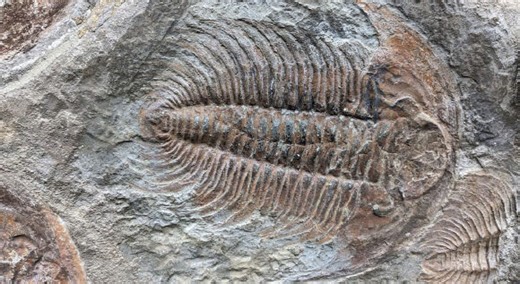 Paleontologists Find Traces of Chitin in Cambrian Trilobite Fossil | Sci.News