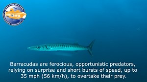 #FishFactFriday THE BARRACUDA : Barracuda have excellent eyesight, which allows them to see prey from a distance. : They are known for their lightning-fast strikes. : Barracuda are solitary creatures and typically only come together to mate. : They have a reputation for being aggressive, but are usually only aggressive when hunting or feeling threatened. : The largest species of barracuda is the Great Barracuda, which can grow up to 6 feet in length and weigh over 100 pounds. : Barracuda are oft