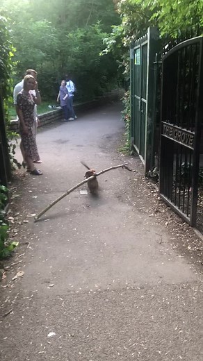 Proudest Doggo Carrying a Big Stick
