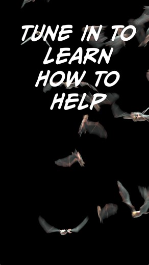 Beep-beep-beeeeep-beep-beep-beep. That’s “bat code” for “BATS NEED...