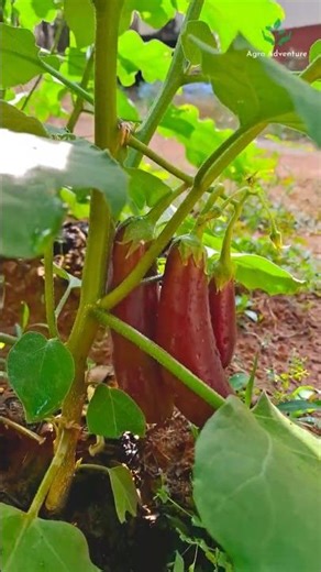Amazing High Yield Brinjal Plant! 🍆 (Eggplant)
