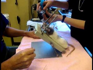 MDS fiberscope rat intubation