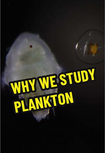 Understanding Plankton's Role in Marine Biodiversity