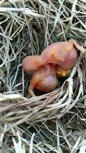 Review birds life in the nest, mother father birds and baby birds daily life #birds