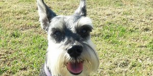 Diseñan sistema que interpreta ladridos ante situaciones de alarma