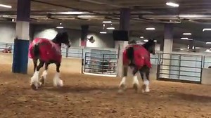 The Budweiser Clydesdales were feeling good this morning! You only have a few days left to see them at the FWSSR. | Fort Worth Stock Show & Rodeo