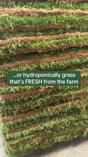 The Difference Between Sod and Fresh Patch