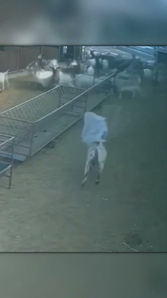 Goat Turns Into a Monster With a Bag Helmet