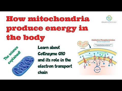 How Mitochondria Produce Energy using CoEnzyme Q10 in the electron transport chain.