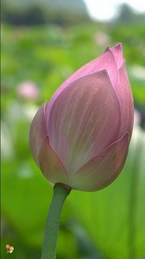Beautiful journey of lotus flower🪷.The national flower of India.❣️