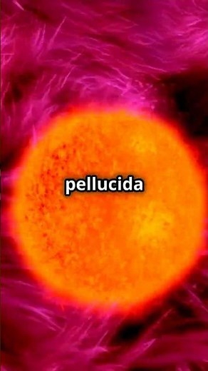 The Ovarian Cycle Explained in 60 Seconds