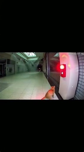 Cat Rings the Fire Alarm in the Mall at Night! 😂🐱