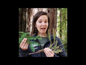 Wild Wonders: Coast Redwood