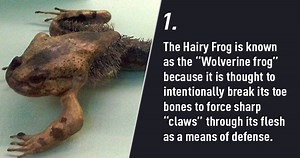 The 10 Craziest Ways Animals Protect Themselves From Predators