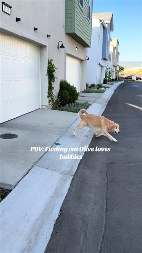Olive's Fun Bubble Chasing Adventure