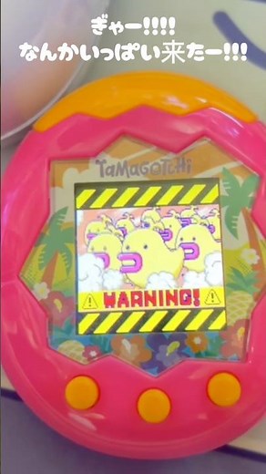 WH-?! What is this?! What do I do?! Tama-Para [Tamagotchi Paradise]