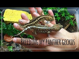 Pairing up my Panther Geckos | More Leachianus eggs!?