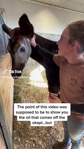 Fascinating Facts About Okapi's Oily Fur and Unique Features