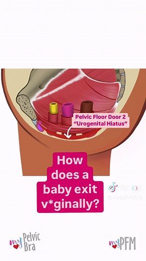 Can we PREPARE the pelvic floor to reduce injury risk? YES!! Can we REHAB the pelvic floor to enhance postpartum recovery, recur symptoms if they are present, and optimize future outcomes? YES Who is with me on this?? Let's give the pelvic floor the TLC it deserves! #perinealcompression #PelvicHealth #ProlapseSupport #PelvicOrganProlapse #WomensHealth