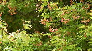 Lush green foliage of Japanese maple or Acer palmatum with red winged seeds swaying in the wind Stock Video