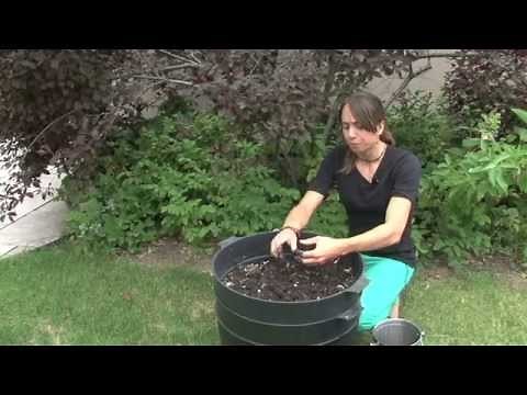 How to Compost Using Worms - Vermicomposting