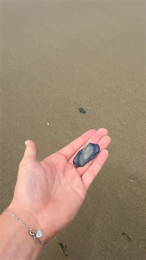 3.4K views | I found these blue jellyfish washed up on the beach and decided to go put them back in the water. Hopefully they can live a little bit longer! #Nature #Jellyfish. #Animals | Jake Pnww | Facebook