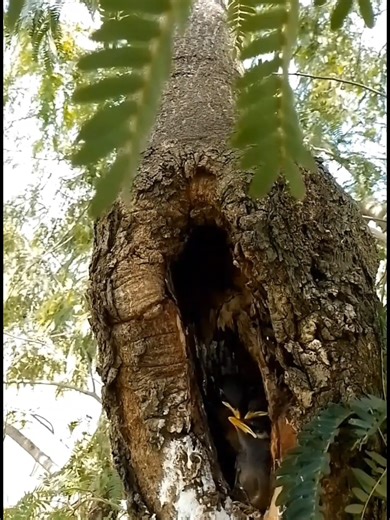 Myna bird Feed the baby in the nest well | Review Bird Nest