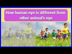 How human eye is different from other animal's eye- Vision of different animals Vs human