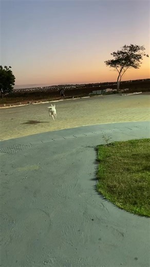 Adorable Bull Terrier Moments with Bad Boys