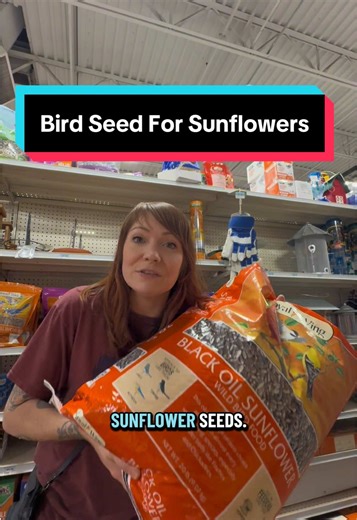 Grow Sunflowers Economically with Bird Seed