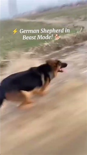 🐕💨 German Shepherd Running at Full Speed! | Amazing Dog Energy