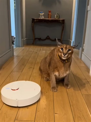 Humor y Memes con el Doctor Setso