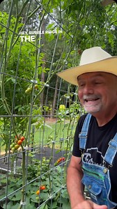 24K views · 765 reactions | Commercial Pruning Tomatoes #garden #gardening #gardentips #homestead #homesteading #homesteadlife #farm #farming #farmlife #foodie #farmtotable #permaculture #vegetables | PawPaw Ridge Homestead | Facebook