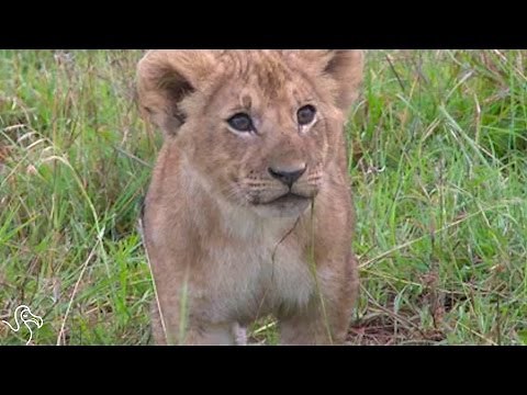 Lioness And Her Cubs Shot And Killed — Just For Being Lions