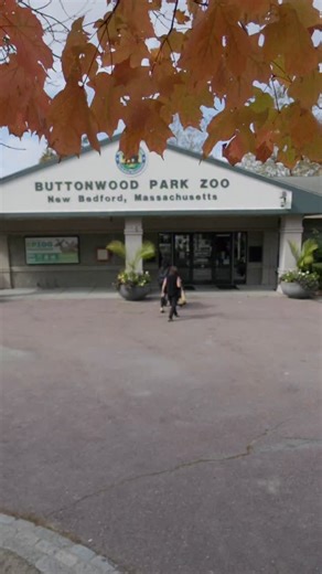 261 reactions · 45 shares | Spooky season arrives! Boo at the Zoo kicks off this weekend, October 11 & 12. Frightening fun continues October 18,19,25, and 26! Baby Boo at the Zoo Friday, October 31. Get tickets: https://www.bpzoo.org/whats-new/boo-at-the-zoo/ | Buttonwood Park Zoo | Facebook