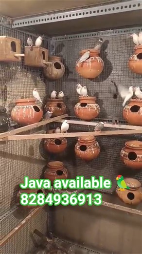 java birds available exotic birds Chandigarh||pets Shop Mohali best quality healthy birds