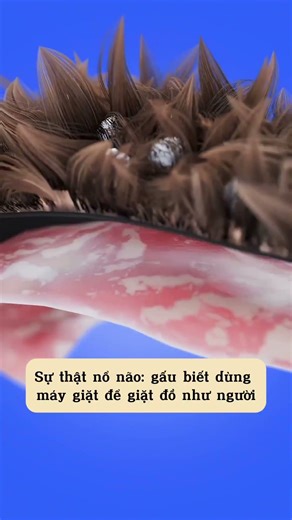 Turns out bears KNOW HOW TO USE A WASHING MACHINE 😳 They're so smart 🤓 Credit: somewhere on YouTube