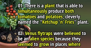 50 Weird and Interesting Facts about Plants - Fact Republic