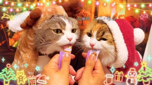 いなば CIAOちゅ～る on Instagram: ". ／ 2025年クリスマス篇TVCM完成🎄🎅✨ ＼ 今年もたくさんのご応募ありがとうございました！✨ 皆さまのおかげで全2本のクリスマス篇TVCMが完成いたしました㊗️🎉 つづいてPart2のご紹介です！ ———— ⛄️出演⛄️ ———— 千葉県 げんた・うずこ 東京都 おこげ 兵庫県 ここ・らぶ 新潟県 ゆき 東京都 はちみつ 15匹の猫ちゃんたち ————————————— 猫ちゃんたちと素敵なクリスマスを過ごせますように🐈✨ 一足お先にMerry Churistmas🎄 (メリーちゅリスマス！) 🎁 #MerryChuristmas #メリーちゅリスマス #世界の猫を喜ばす #ちゅーる #ciaoちゅーる #Churu #ciaoちゅーるメーカー #猫とクリスマス #クリスマス #Xmas"