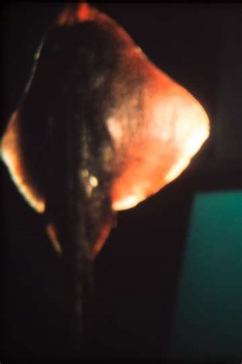 Dream of a Ray Fish - Movie